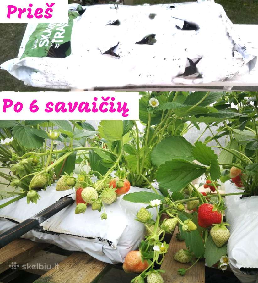Braškių ir smidrų Daigai, derlius dar šia vasarą! - nuotraukos Nr. 8