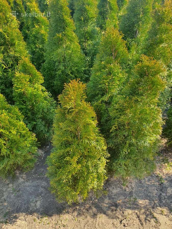 Tujos Smaragd ir Koloninės 1,5m po 15€ - nuotraukos Nr. 5
