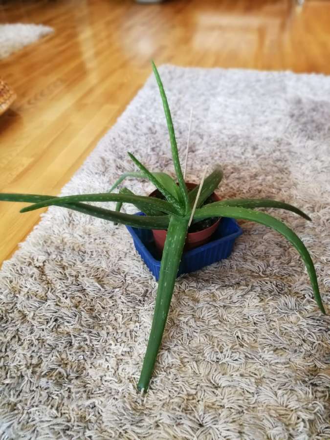 Aloe vera, alavijas, alijošius - nuotraukos Nr. 2