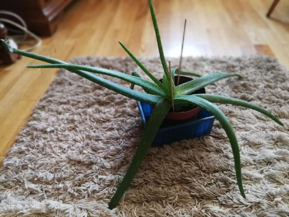 Aloe vera, alavijas, alijošius