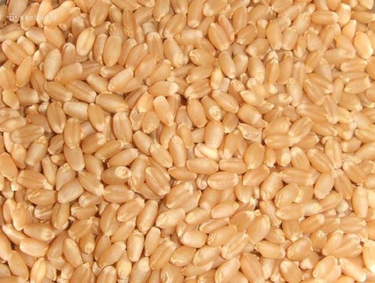 Parduodami Kvieciai (Bright)