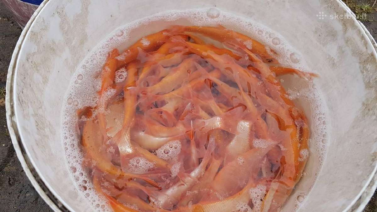 Auksines orfos Domeikava.