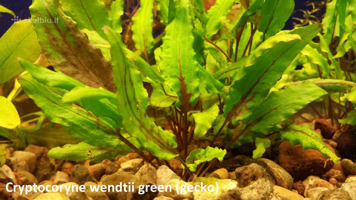 Akvariumo augalai - nuotraukos Nr. 17