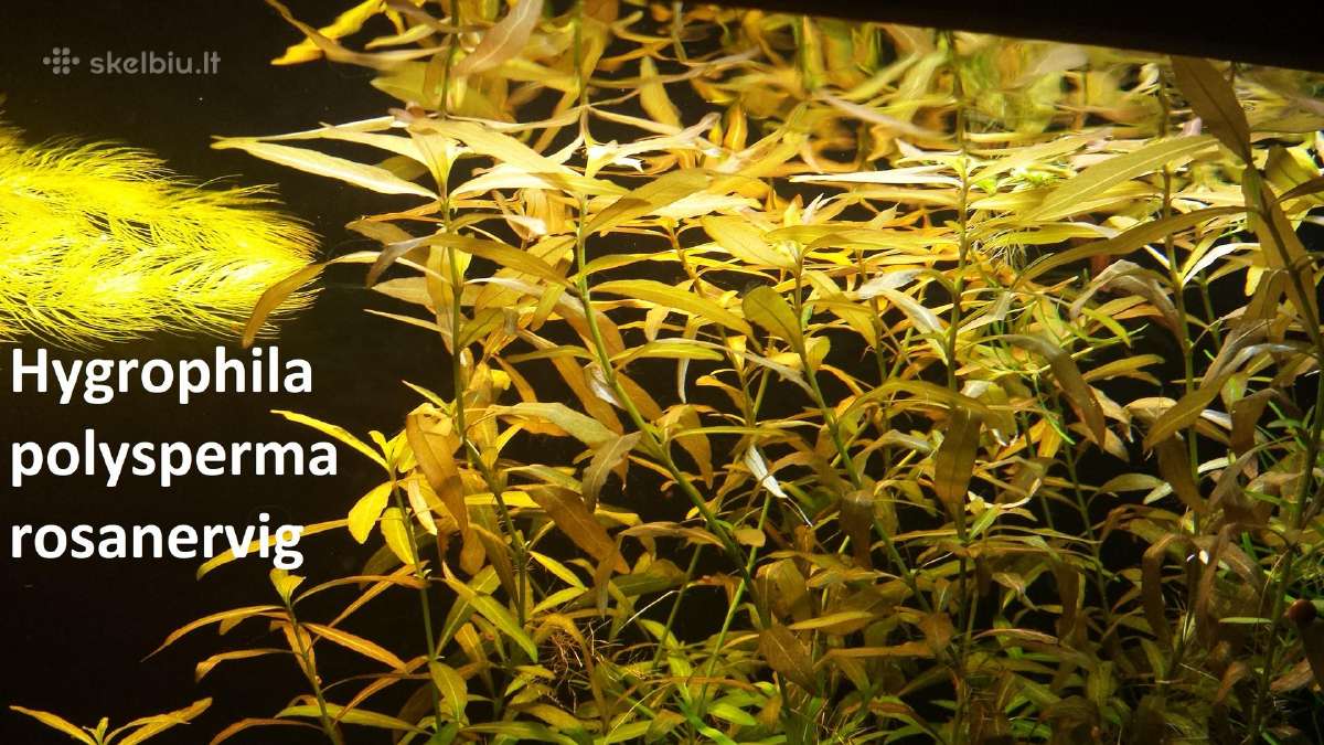 Akvariumo augalai - nuotraukos Nr. 7
