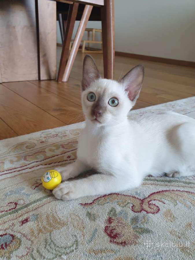 Kačiukai Tonkino - nuotraukos Nr. 21