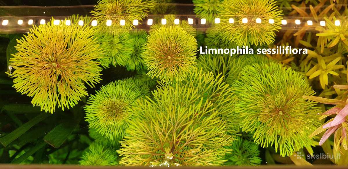 Limnophila sessiliflora