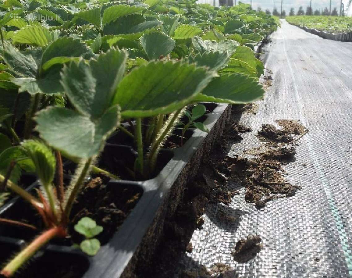 Žembraškės Kupčicha ir žemuogės, avietės - nuotraukos Nr. 17