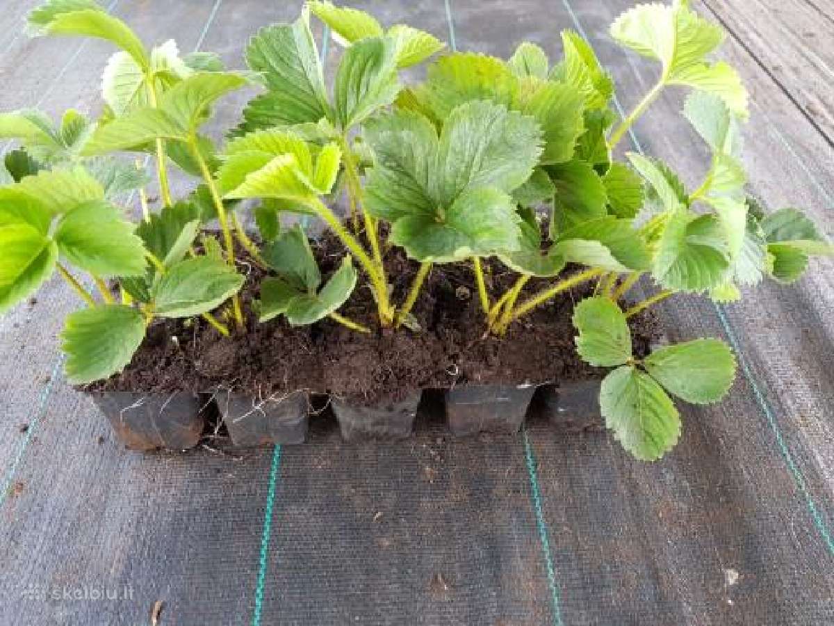 Žembraškės Kupčicha ir žemuogės, avietės - nuotraukos Nr. 18