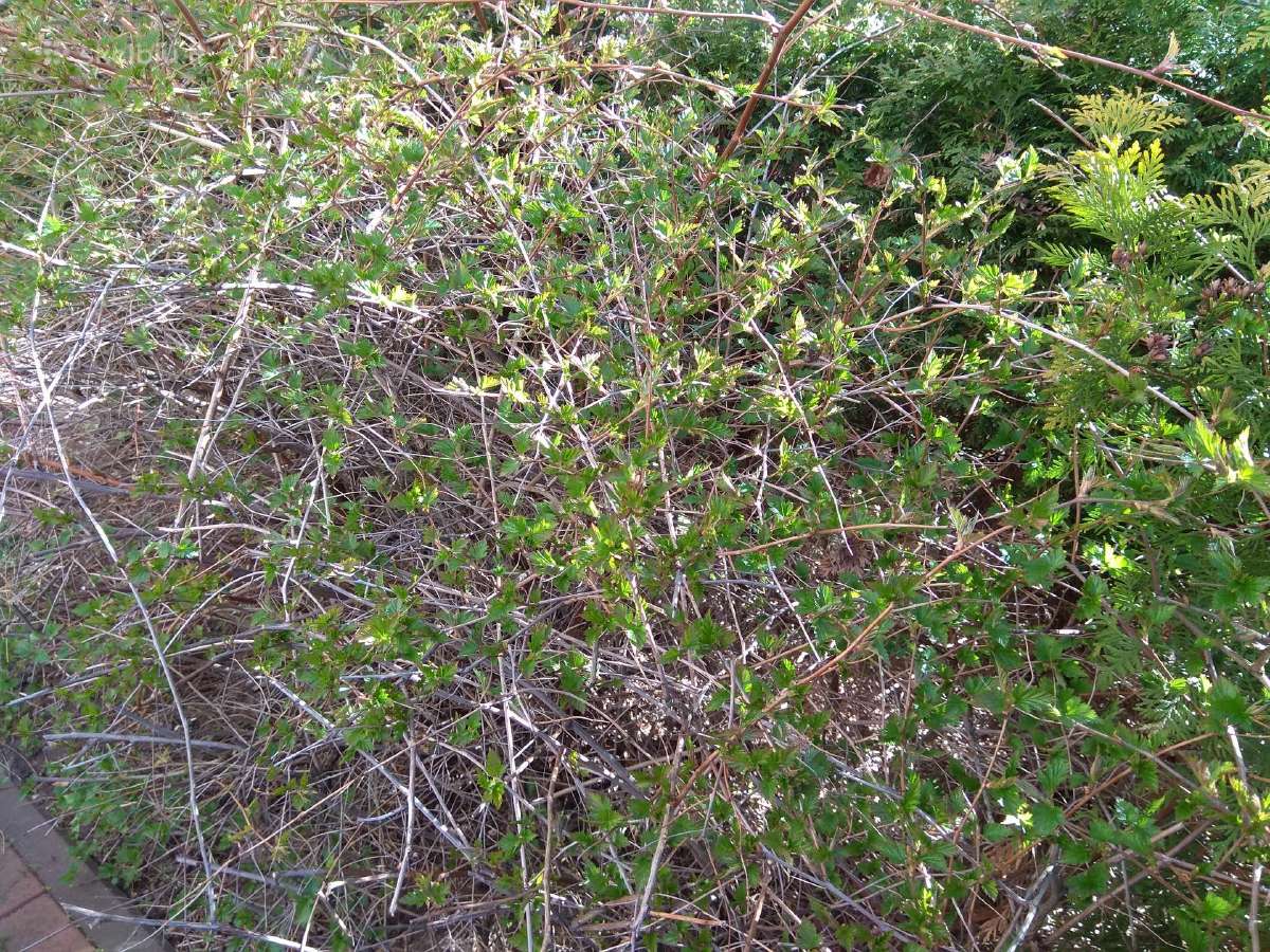 Pušelės - nuotraukos Nr. 6