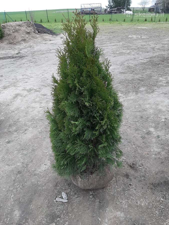 Tujos Smaragd premium, atvežame, pasodiname. - nuotraukos Nr. 25
