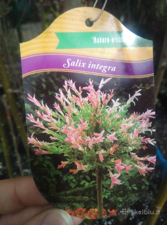 Sodinukai Vilniuje, Medelynas - nuotraukos Nr. 3
