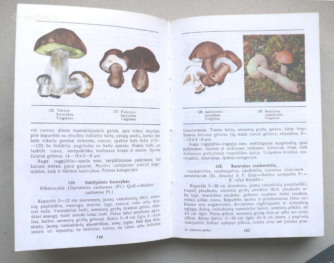 Lietuvos grybai - nuotraukos Nr. 2