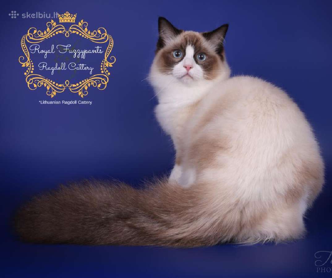 Ragdoll Veislynas Rezervacija - nuotraukos Nr. 12