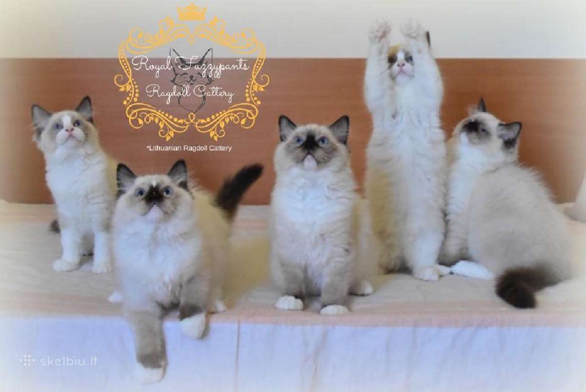 Ragdoll Veislynas Rezervacija - nuotraukos Nr. 4
