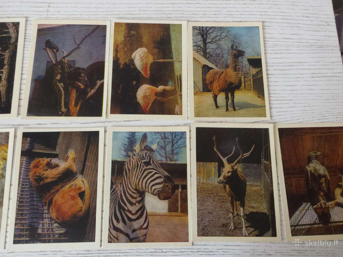 Kauno zoologijos sodas 1975 m. atvirukuose - nuotraukos Nr. 2