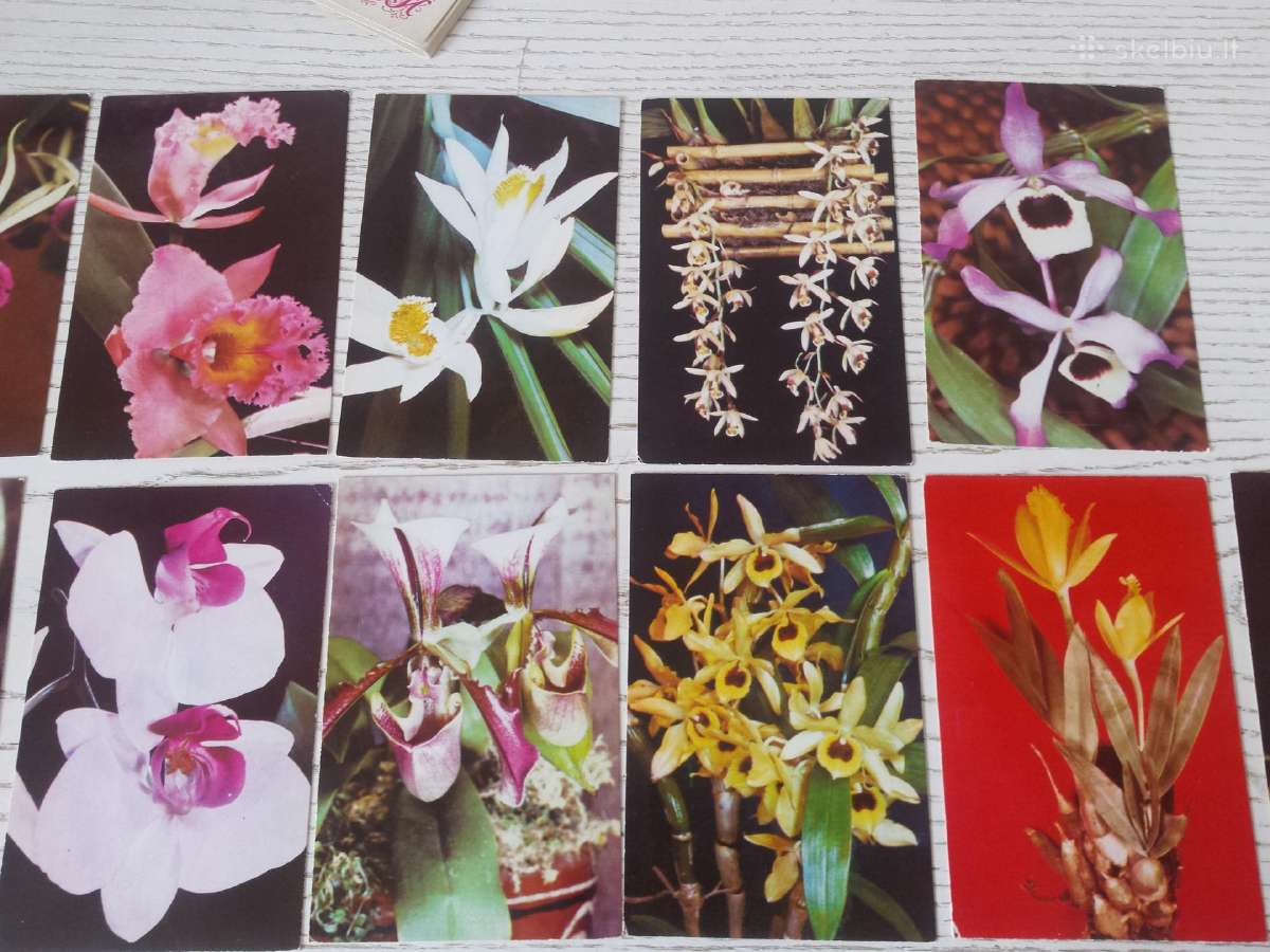 Orchidėjos atvirukų rinkinyje - nuotraukos Nr. 2