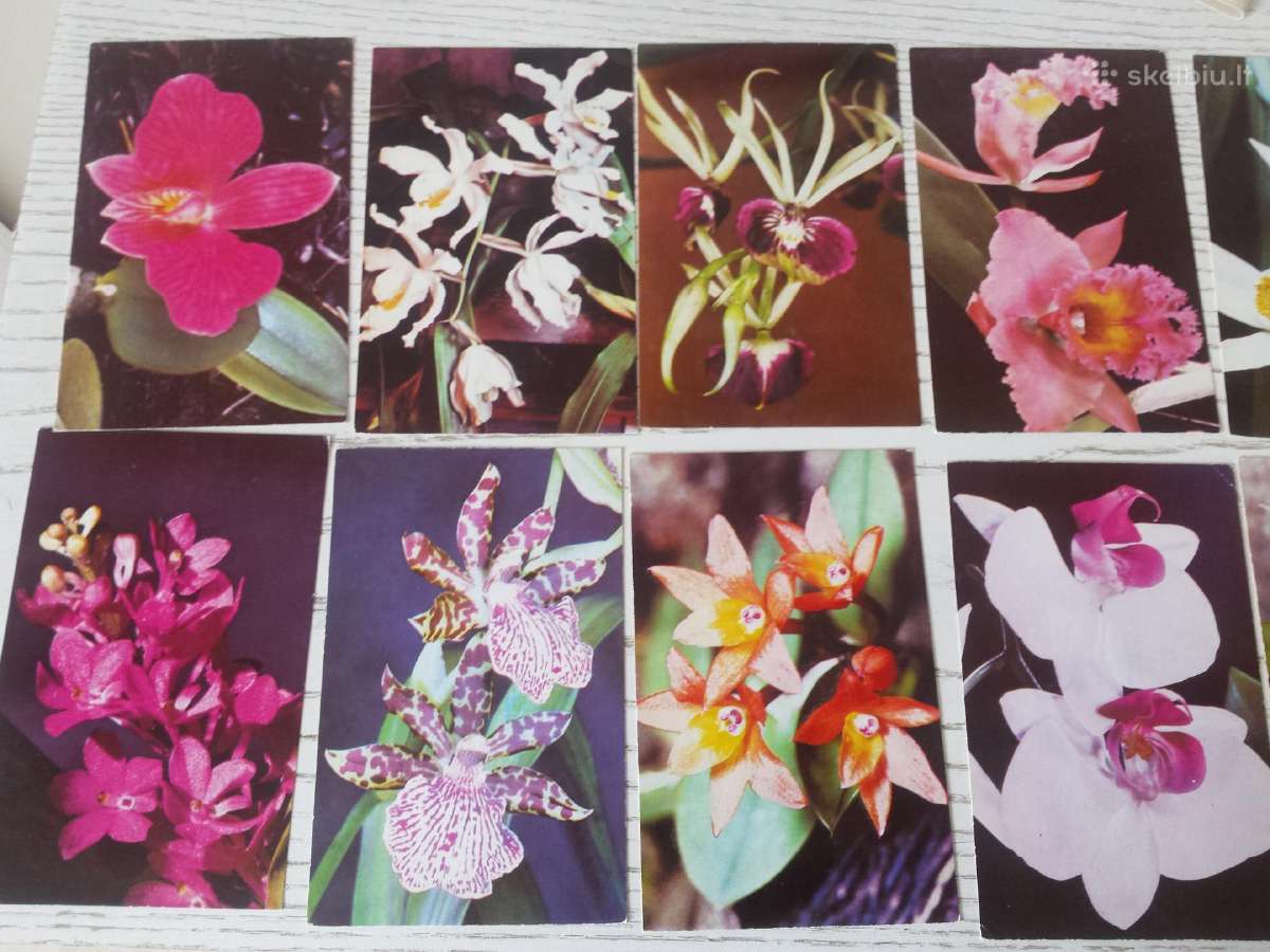Orchidėjos atvirukų rinkinyje