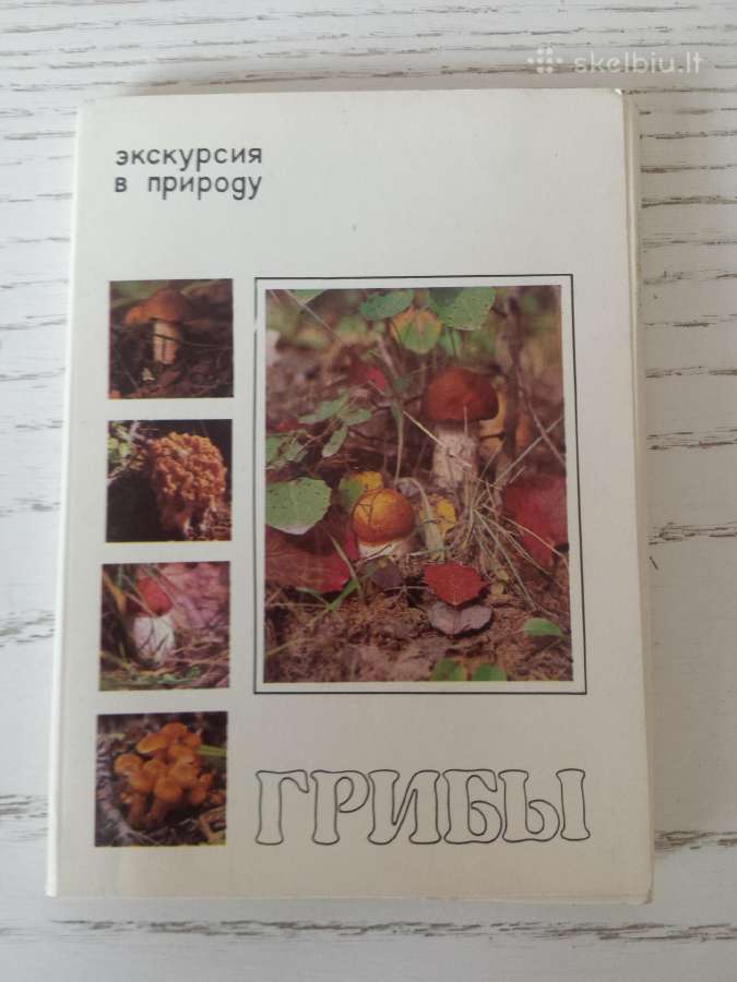 Grybai atvirukų rinkinyje - nuotraukos Nr. 7