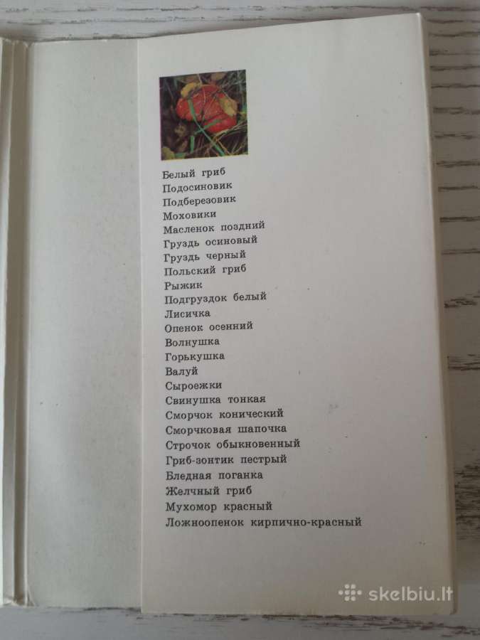 Grybai atvirukų rinkinyje - nuotraukos Nr. 5