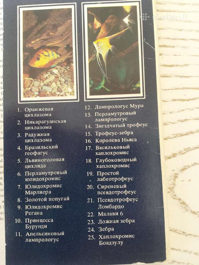 Akvariumo žuvys atvirukų rinkinyje - nuotraukos Nr. 5