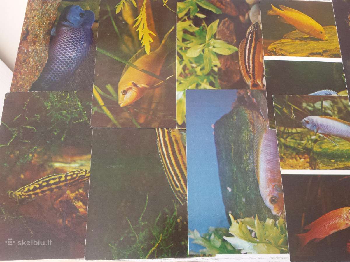 Akvariumo žuvys atvirukų rinkinyje - nuotraukos Nr. 4