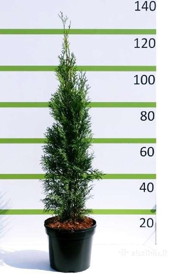 Auksciausios kokybes tujos, Nemokamas pristatymas! - nuotraukos Nr. 2