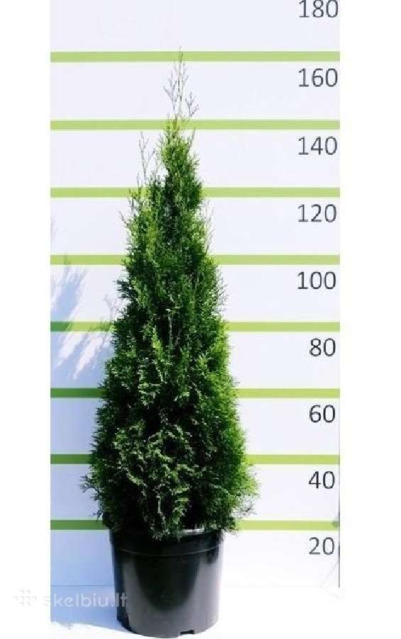 Auksciausios kokybes tujos, Nemokamas pristatymas!