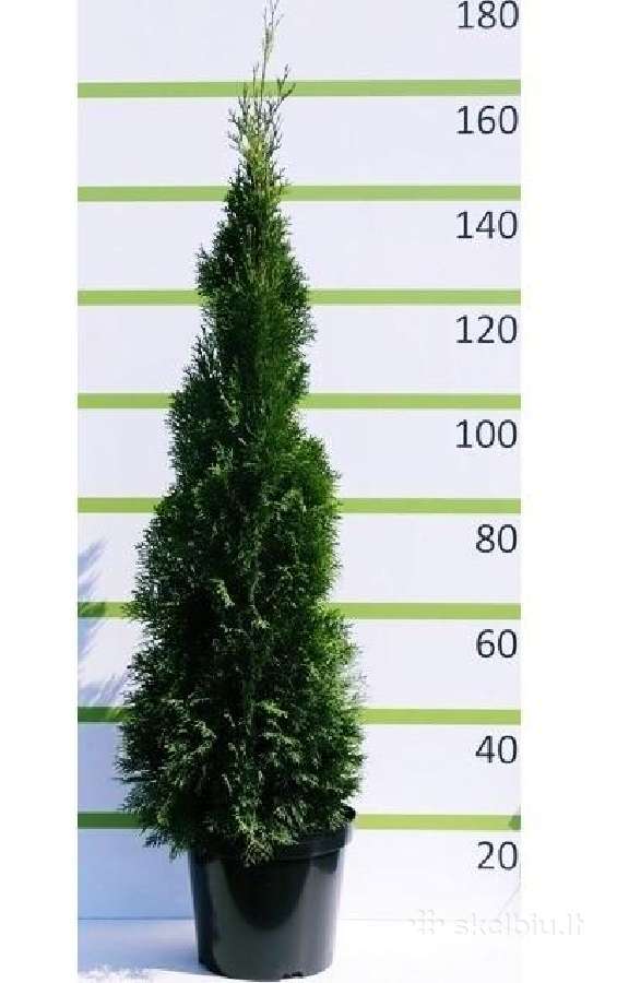 Auksciausios kokybes tujos, Nemokamas pristatymas! - nuotraukos Nr. 4