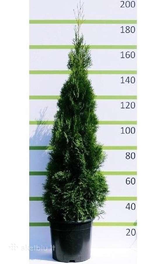 Auksciausios kokybes tujos, Nemokamas pristatymas! - nuotraukos Nr. 5
