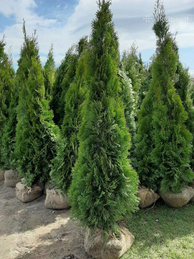 Tujos smaragd premium kokybė Atvežame - nuotraukos Nr. 10
