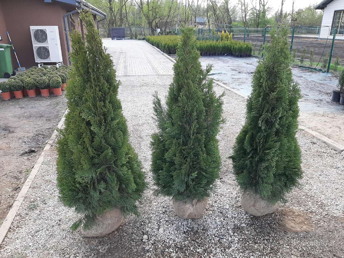 Tujos smaragd premium kokybė Atvežame - nuotraukos Nr. 26