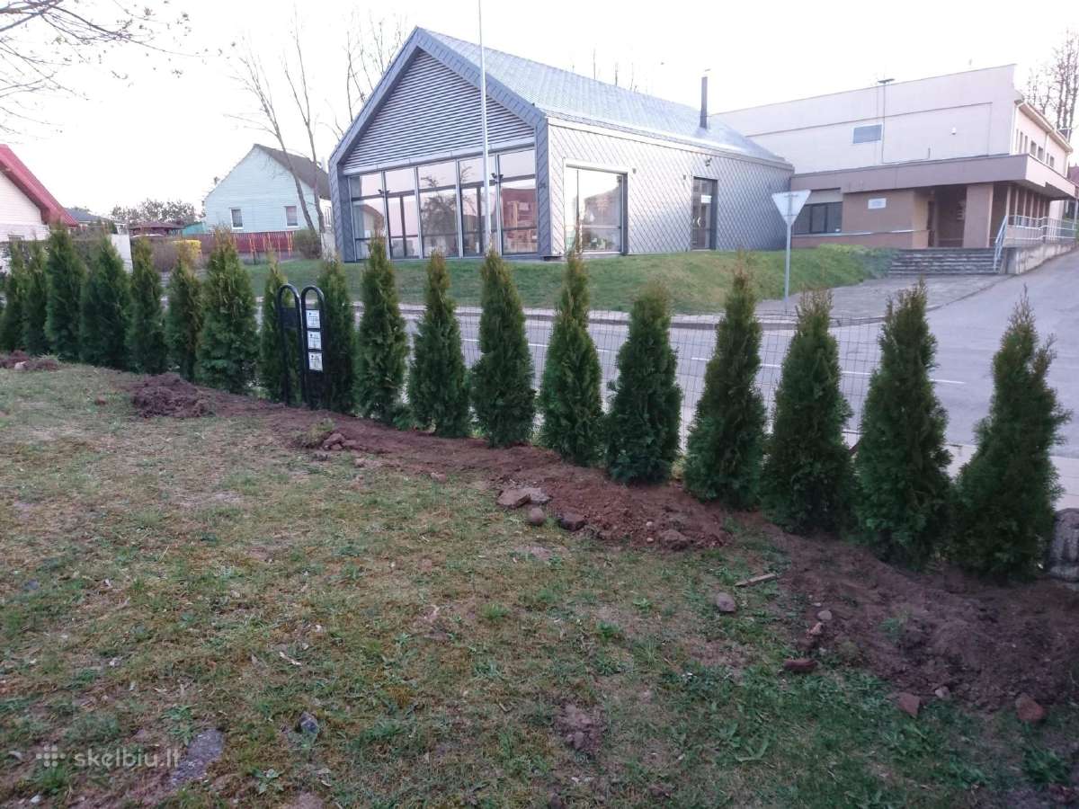 Tujos Smaragd premium, atvežame, pasodiname. - nuotraukos Nr. 19