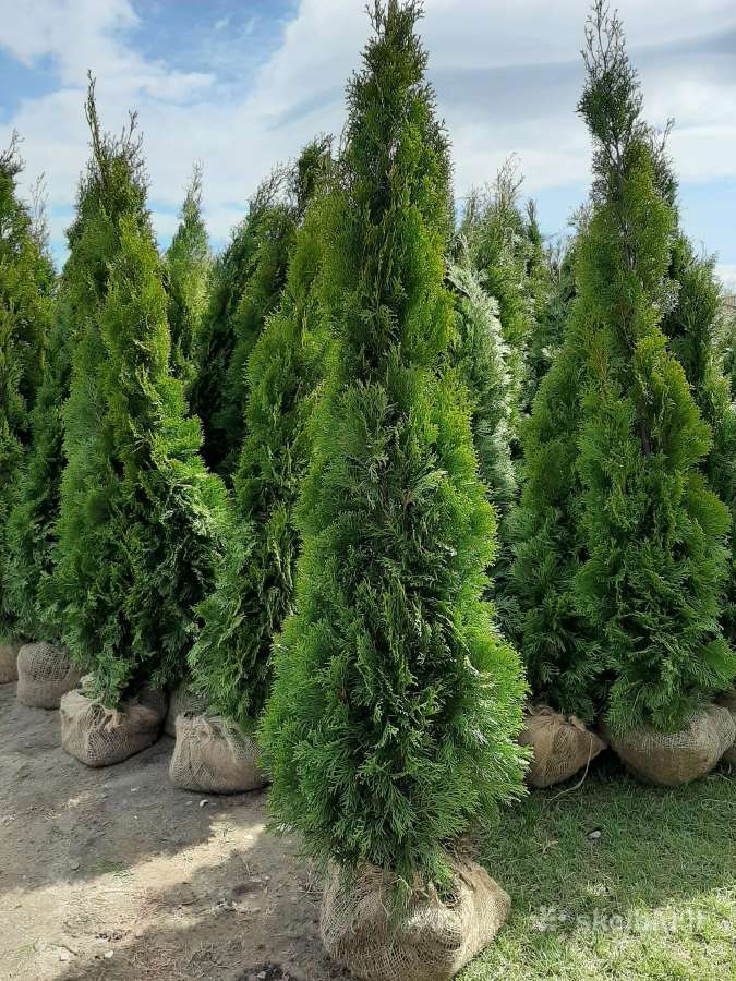 Tujos Smaragd premium, atvežame, pasodiname. - nuotraukos Nr. 14