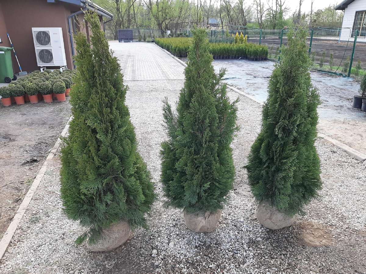 Tujos Smaragd premium, atvežame, pasodiname. - nuotraukos Nr. 20
