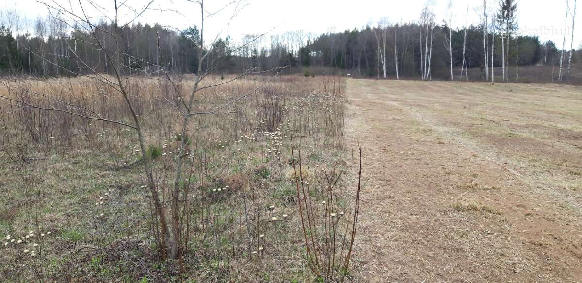 Kelmų frezavimas, apleistų sklypų tvarkymas - nuotraukos Nr. 2