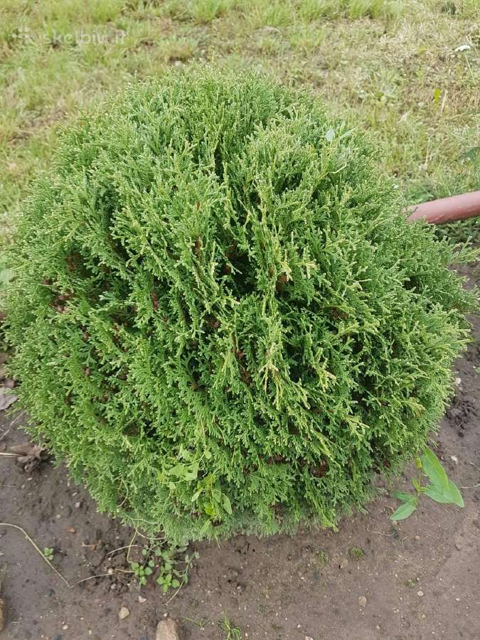 Tujos Smaragd, koloninės tujos, kanadinės eglutės - nuotraukos Nr. 3