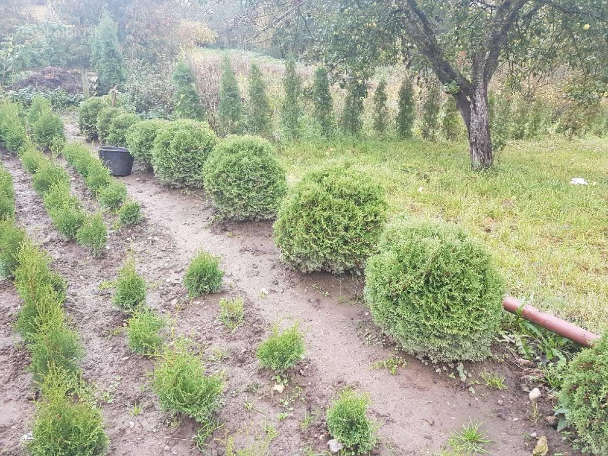 Tujos Smaragd, koloninės tujos, kanadinės eglutės - nuotraukos Nr. 5