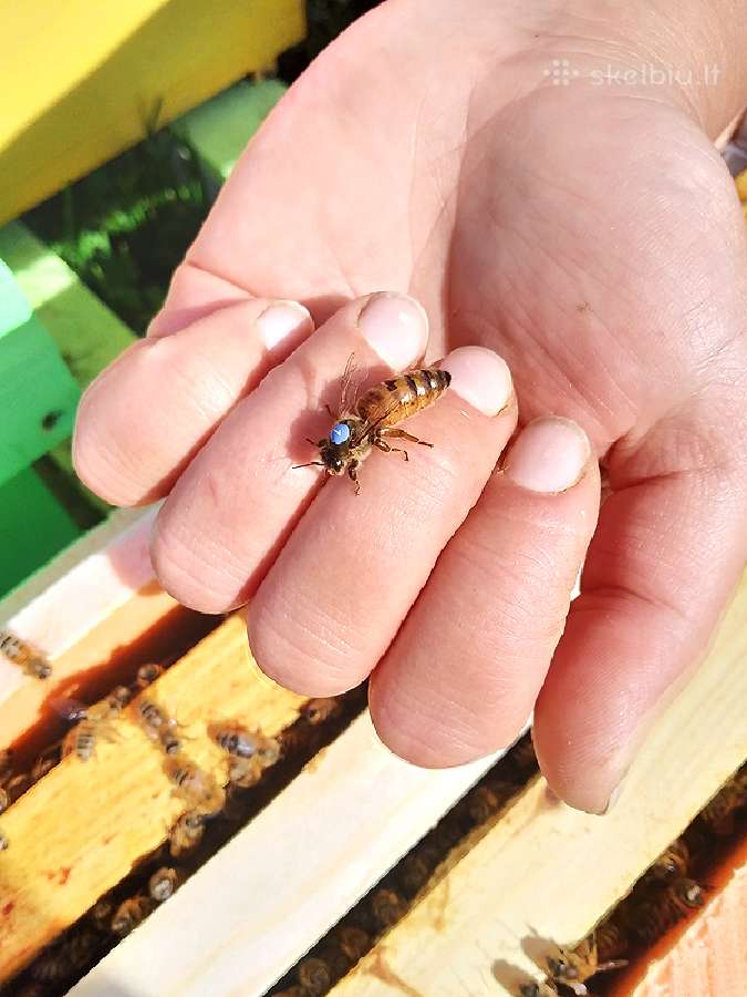 Bičių motinėlės ir šeimelės - nuotraukos Nr. 5