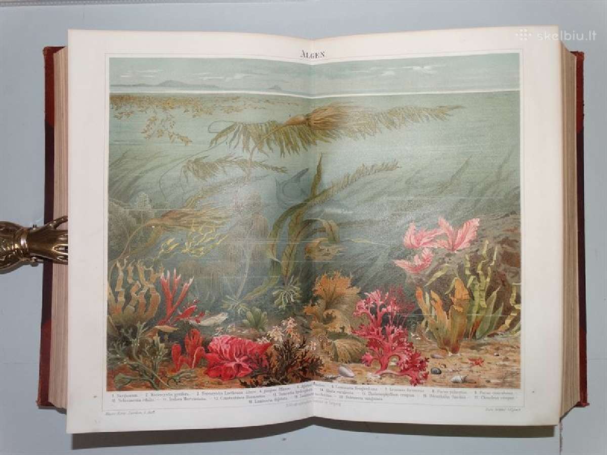 Senovinė Brockhaus enciklopedija 1894/17t - nuotraukos Nr. 9