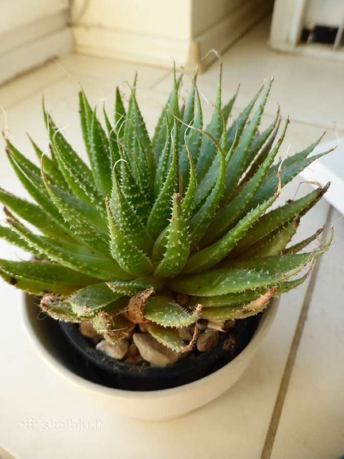 Aloe aristata