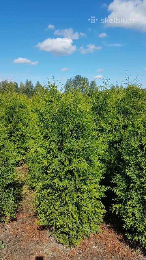 Tujos Brabant Geriausia kaina ir kokybe - nuotraukos Nr. 10