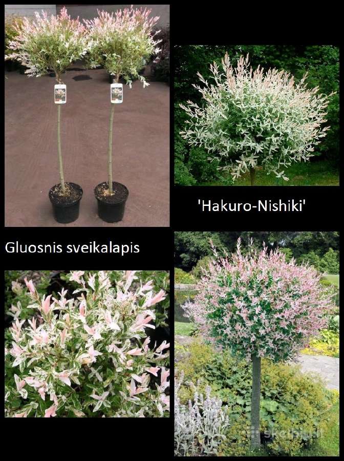 Šluotelinės Hortenzijos, Budlėjos Šilauogės - nuotraukos Nr. 4