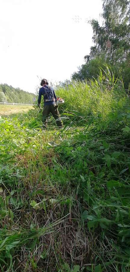 Žolės pjovimas, Gyvatvorių genėjimas - nuotraukos Nr. 11