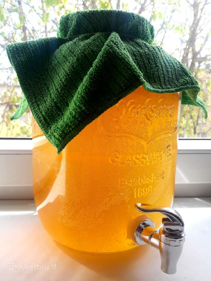 Arbatos grybas Kombucha Visa Lietuva