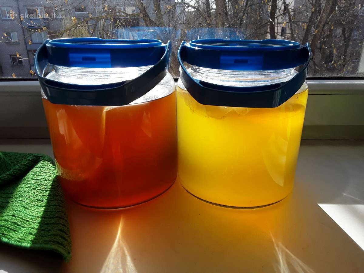 Arbatos grybas Kombucha Visa Lietuva - nuotraukos Nr. 2