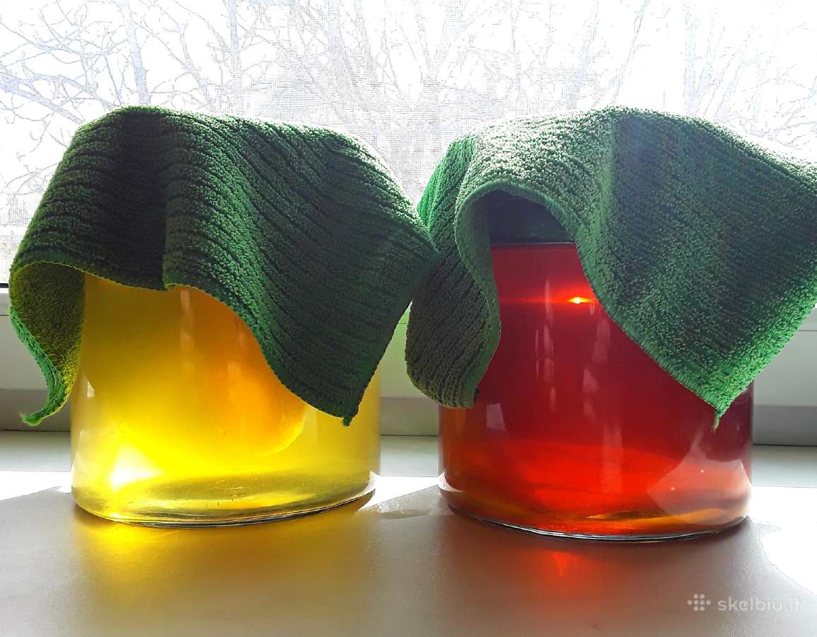 Arbatos grybas Kombucha Visa Lietuva - nuotraukos Nr. 3
