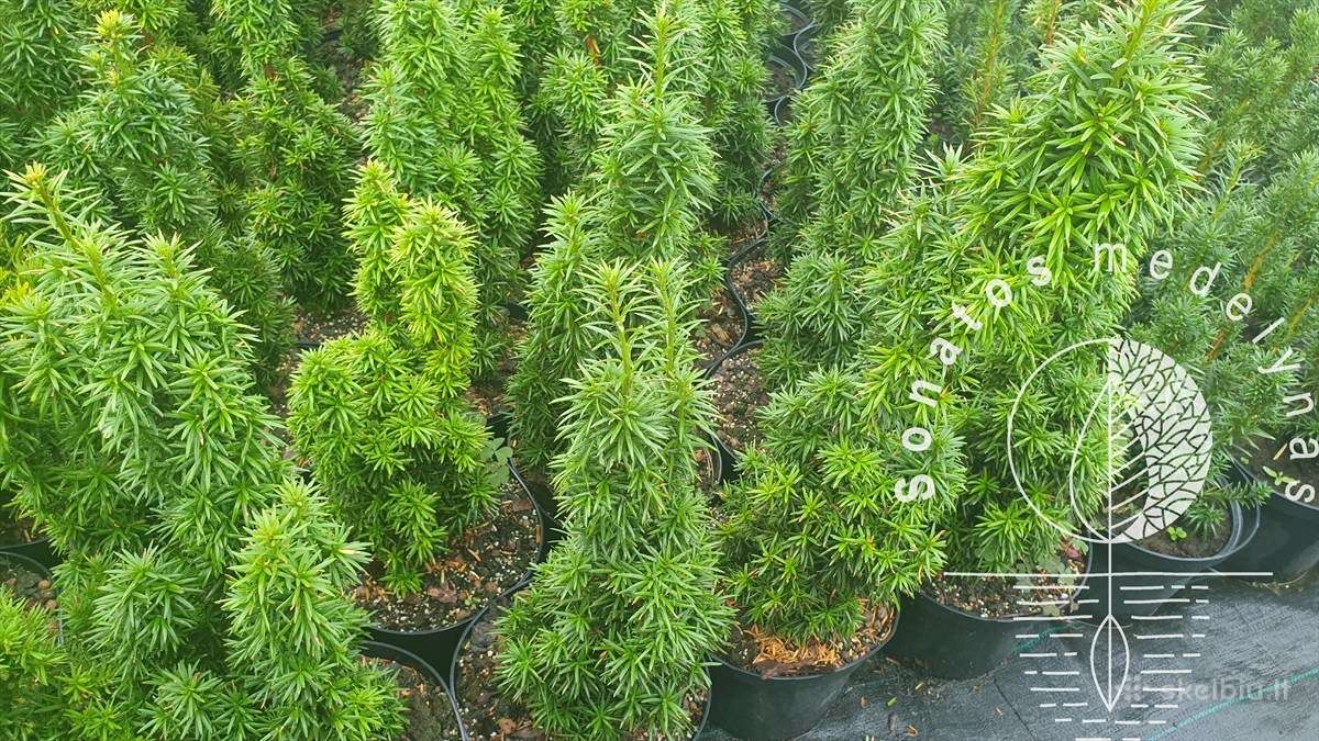 Kukmedžiai Gyvatvorėms - Kukmedis Hiksii, Hilii - nuotraukos Nr. 3