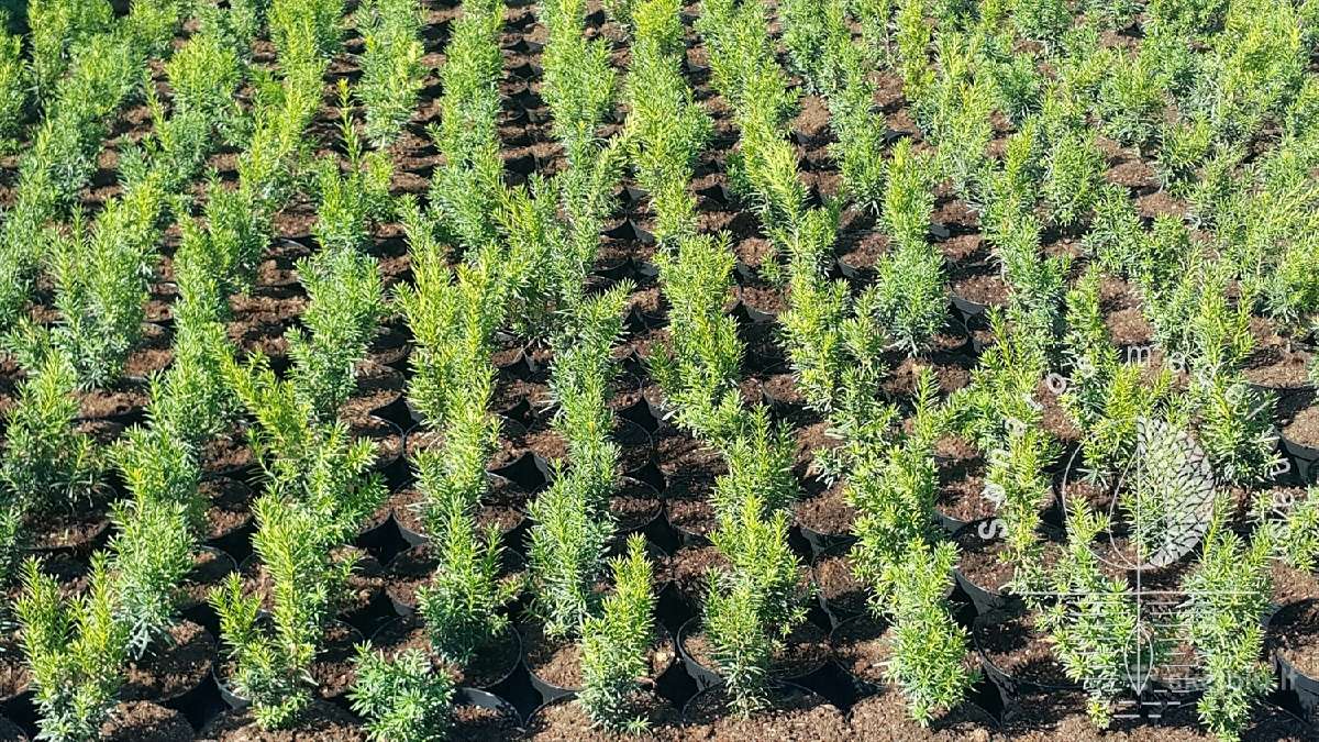 Kukmedžiai Gyvatvorėms - Kukmedis Hiksii, Hilii - nuotraukos Nr. 5