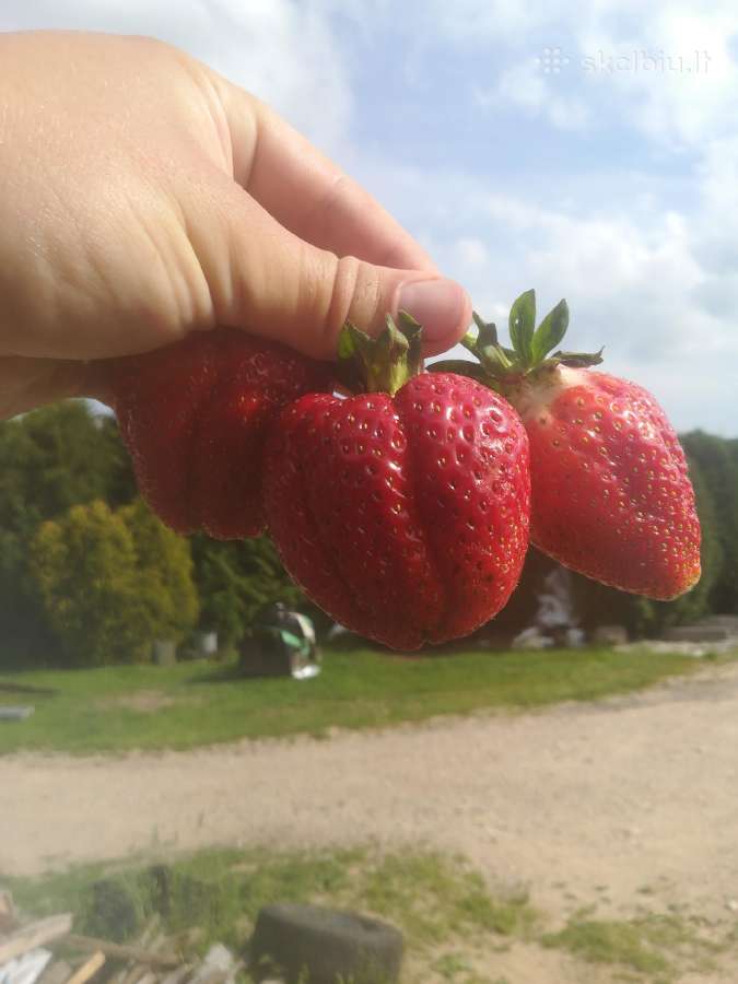 Braškių ir smidrų Daigai, derlius dar šia vasarą! - nuotraukos Nr. 20