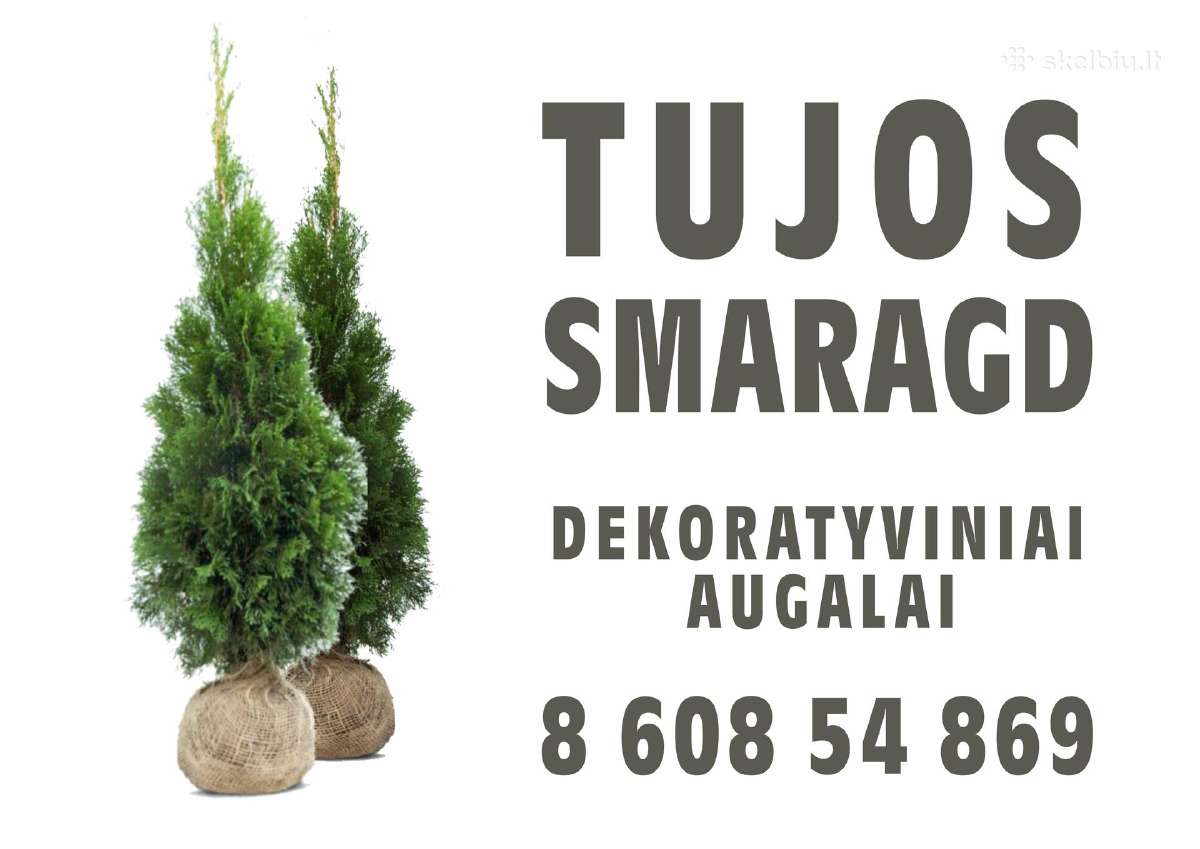 Pušis juodoji Green Tower (Pinus nigra) - nuotraukos Nr. 10